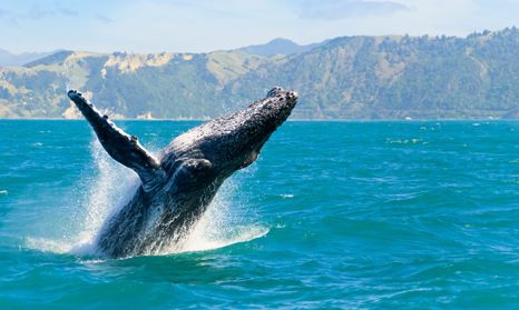 velryby v Kaikoura Nový Zéland