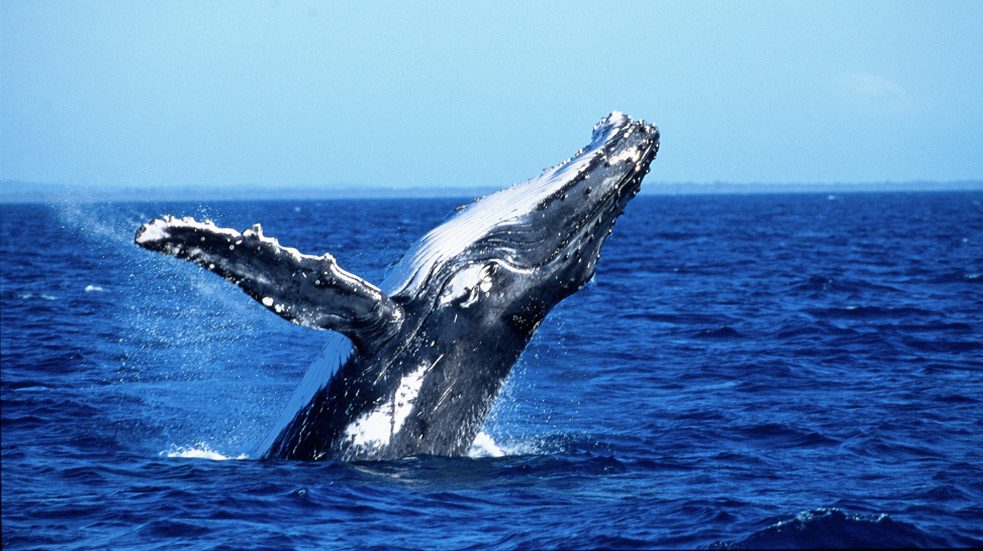 Velryby na Novém Zélandu