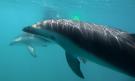  Plavání s delfíny v Marlborough Sounds