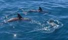  Plavání s delfíny v Marlborough Sounds