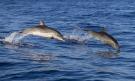 Zájezd Nový Zéland a Sydney Delfíni