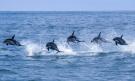 Plavání s delfíny v Kaikoura