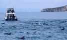 Plavání s delfíny v Kaikoura