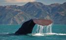 Pozorování velryb Kaikoura