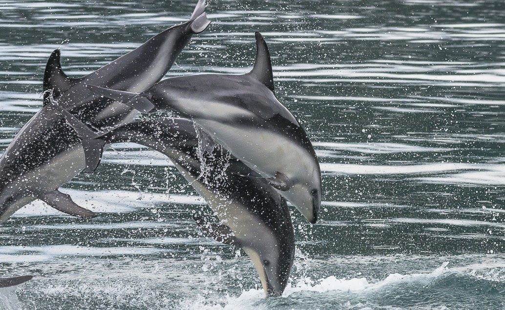 Lodí do divočiny za delfíny