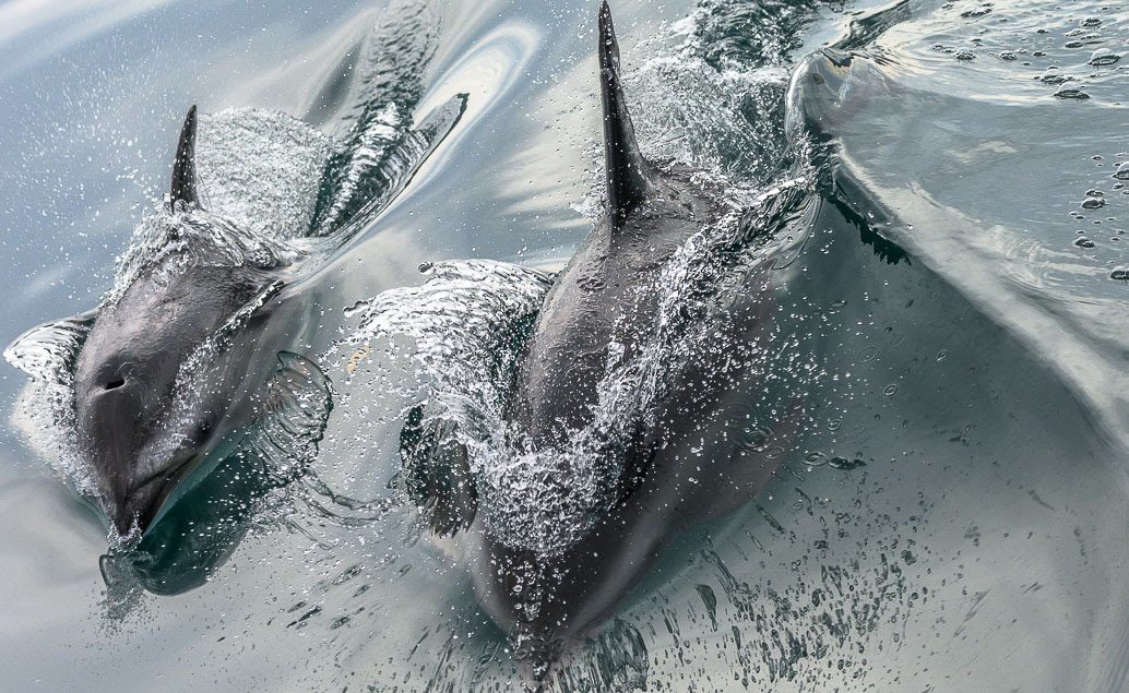 Lodí do divočiny za delfíny