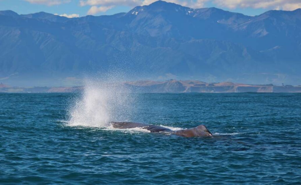 Pozorování velryb Kaikoura